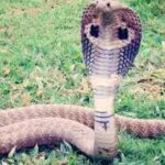 common-mistakes-that-can-attract-snakes-to-your-yard-and-garden.jpg