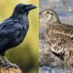 common-raven-and-sage-grouse.jpg