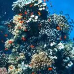 corals.jpg