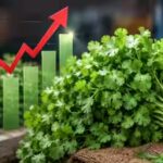 coriander.jpg