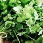 coriander-leaves.jpg