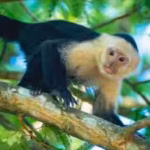 costa-rica-scientists-placed-an-ai-touchscreen-in-a-wild-forest-16-capuchin-monkeys-used-it-for-bana.avif