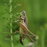 cricket-on-a-plant.jpg