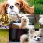 dog-breeds-that-make-great-companions-for-seniors.jpg