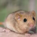 dormouse.jpg