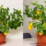dwarf-lemon-tree.jpg