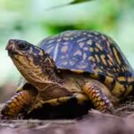 eastern-box-turtle.jpg
