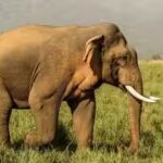 elephant.jpg