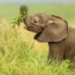 elephants.jpg