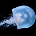 ethereal-jellyfish-in-microgravity.jpg