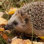 european-hedgehog.jpg