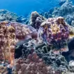 every-winter-more-than-100000-cuttlefish-gather-in-australia-in-a-mating-period-that-is-the-only-one.avif