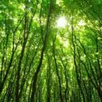forest.jpg