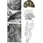 fossil.jpg