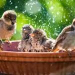 garden-birdbath.jpg