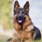 german-shepherd-in-india.jpg