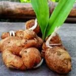 grow-your-own-fresh-ginger-at-home.jpg