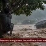 had-there-been-no-mango-tree-i-would-have-been-washed-away.jpg