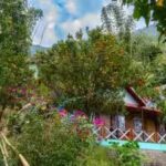 haroon-rashids-sophian-rooftop-is-filled-with-varieties-of-herbs-vegetables-and-fruits.jpg