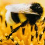 honeybee.jpg
