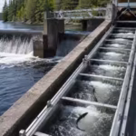 how-an-eel-elevator-on-maine39s-penobscot-river-helped-restore-millions-of-fish-and-brought-humpback.avif