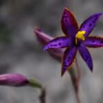 how-cloning-one-seed-of-the-queen-of-sheba-orchid-changed-its-fate.jpg
