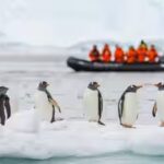 how-one-iceberg-changed-everything-for-antarctic-penguin-colony.jpg