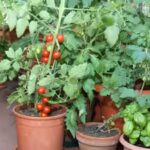 how-to-grow-a-pizza-garden-on-your-balcony-6-vegetables-to-grow-in-pots-at-home.jpg