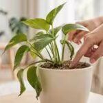 how-to-know-when-your-houseplant-needs-water-5-signs-to-watch-and-simple-watering-tips.jpg
