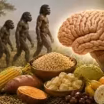 human-brain-evolution-may-have-depended-on-sugars-and-carbohydrates-not-just-meat-new-study-finds.jp_.avif