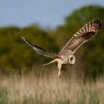humans-stepped-back-from-this-uk-dairy-farm-in-2023-three-years-later-wildlife-returns-as-27-more-bi.avif