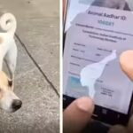 iit-bombay-gives-stray-dogs-qr-ids-internet-says-dogesh-bhai-is-a-citizen.jpg