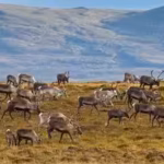 in-1944-29-reindeer-were-left-on-a-remote-island-in-alaska-decades-later-they-had-eaten-themselves-i.avif
