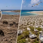 in-1958-58-feral-pigs-were-removed-from-clipperton-island-helping-a-seabird-colony-grow-from-650-to.avif