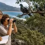 in-1965-a-couple-began-counting-pigeons-in-queensland-three-years-later-numbers-fell-from-4692-to-14.avif