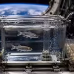 in-1973-nasa-sent-two-fish-and-50-eggs-into-space-the-unusual-experiment-helped-reveal-what-happens.avif
