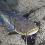 in-1974-a-german-fisherman-released-thousands-of-baby-catfish-into-a-spanish-river-50-years-later-th.avif