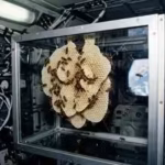 in-1984-nasa-sent-thousands-of-honeybees-into-space-to-build-a-honeycomb-without-gravity-and-the-tin.avif