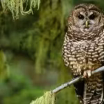 in-1990-the-northern-spotted-owl-became-a-symbol-of-americas-logging-wars-36-years-later-scientists.avif