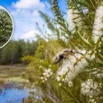 in-1997-florida-released-australian-insects-to-fight-an-invasive-tree-nearly-three-decades-later-its.avif