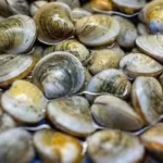 in-2018-scientists-found-just-39-surviving-clams-in-floridas-indian-river-lagoon-they-bred-them-and.avif