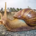 in-the-1840s-this-african-snail-reached-india-decades-ago-and-now-appears-in-gardens-and-farms-acros.avif