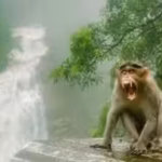 in-the-1930s-florida-introduced-rhesus-macaques-to-boost-tourism-today-the-invasive-monkeys-carry-a.avif