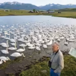 in-the-1960s-a-montana-landowner-bought-2-mute-swans-for-private-pond-decades-later-their-flock-reac.avif