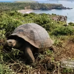 in-the-1970s-just-14-giant-tortoises-remained-on-espaola-now-3000-are-restoring-vegetation-and-bring.avif
