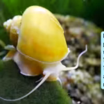 in-the-1980s-golden-apple-snails-were-introduced-to-taiwan-for-food-they-soon-became-a-nightmare-for.avif
