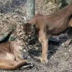 in-washington-pumas-are-protecting-human-lives-by-preventing-vehicle-collisions-accounting-for-a-76.avif