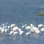 inside-dholera39s-hidden-world-of-birds-grasslands-and-coastal-wildlife.jpg