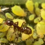 invasive-argentine-ants-are-defending-other-pests-in-californias-citrus-groves-and-vineyards-troubli.avif