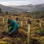 irelands-ancient-rainforest-vanished-after-thousands-of-years-of-human-activity-now-nearly-30000-tre.avif